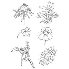 Providni pečati - livadsko cveće